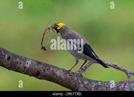 Wackeliger Starling (Creatophora cinerea), männlich, mit Nistmaterial im Schnabel, hoch oben auf einem Ast, Tsavo East N. P. Kenia Stockfoto