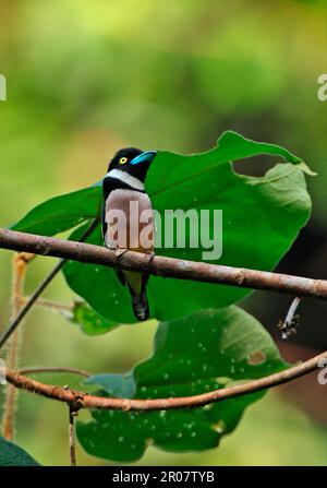 Schwarz-gelb Broadbill (Eurylaimus ochromalus), männlich, hoch oben auf einem Ast, Krung Ching, Thailand Stockfoto