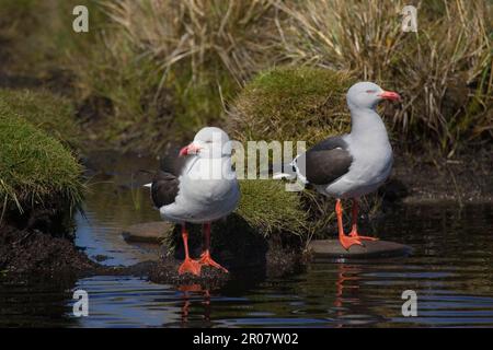 Gabianus Scoresbii, Blutschnabelmöwe, Delfinmöwe (Larus Scoresbii), Gulls, Tiere, Vögel, Delfinmöwe Stockfoto