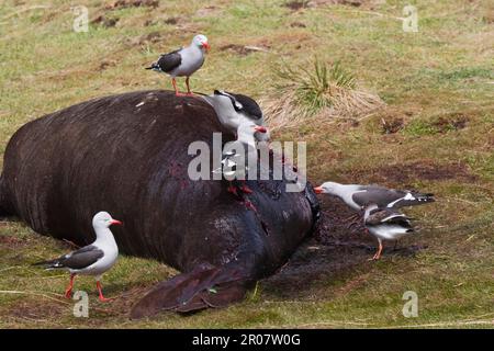 Gabianus scoresbii, Blutschnabelmöwe, Delphinmöwe (Larus Scoresbii), Gulls, Animals, Birds, Delphinmöwe, Sie ernährt sich von toten Elefanten Stockfoto