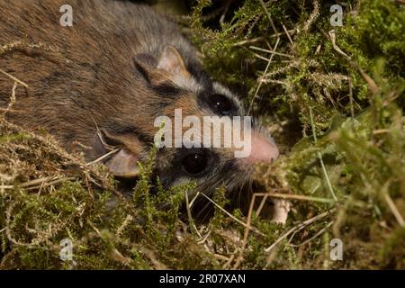 Gartenmäuse (Eliomys quercinus), in Moos, in Nest, Deutschland Stockfoto