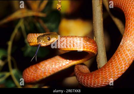 Braune Nachtbaumschlange Stockfoto