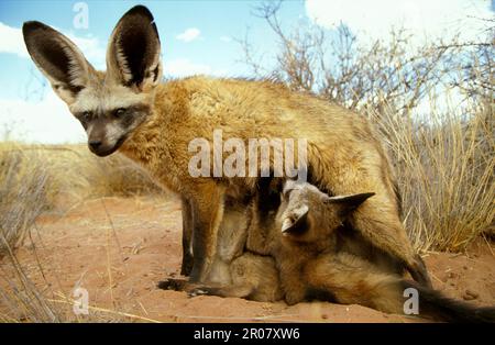 Löffelhund, weibliches Saugmädchen, jung Stockfoto
