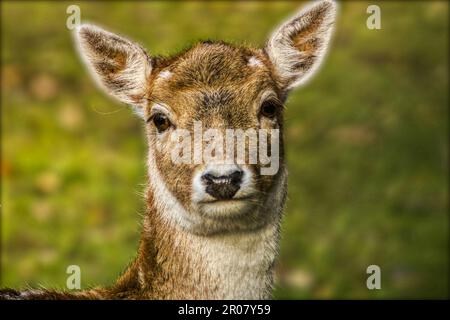 Tierporträt eines Hirsches aus der Nahaufnahme Stockfoto