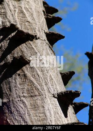 Geknotete Thorn-Akazien Stockfoto