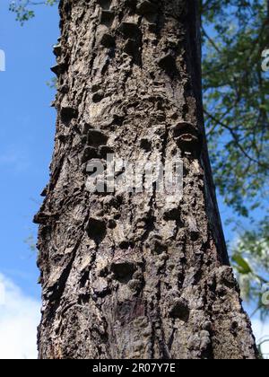 Geknotete Thorn-Akazien Stockfoto