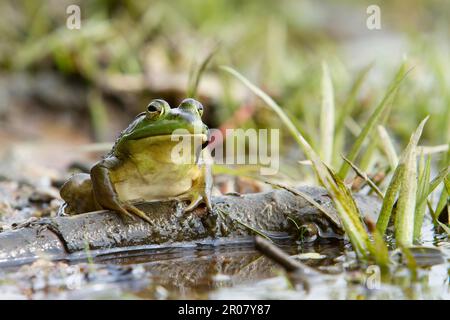 Bullfrog (Rana catesbeiana) auf einer Filiale, Quebec, Kanada Stockfoto