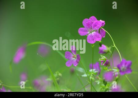 Marsh Cranesbill (Geranium palustre), Baden-Württemberg, Deutschland Stockfoto