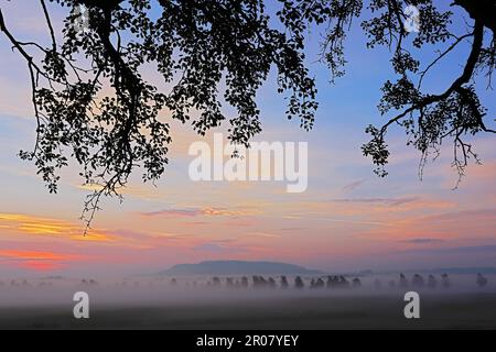 Nebel, Pfrunger-Burgweiler Ried, Baden-Württemberg, Deutschland Stockfoto