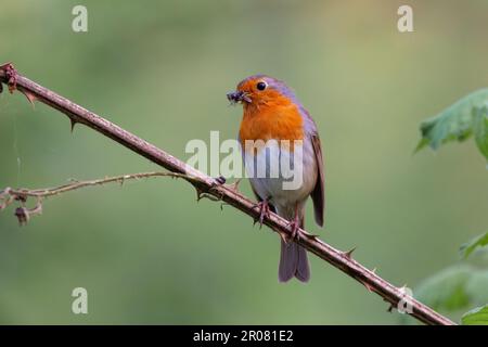 Europäischer Rotkehlchen mit Insekten im Schnabel Stockfoto