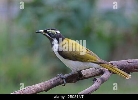 Blauäugiger Honigfresser (Entomyzon cyanotis cyanotis), unreif hoch oben auf dem gefallenen Ast Südost-Queensland, Australien. März Stockfoto