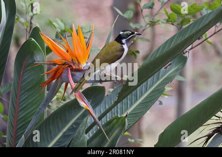 Blauäugiger Honigfresser (Entomyzon cyanotis cyanotis), unreif hoch oben auf der Blume Südost Queensland, Australien. März Stockfoto