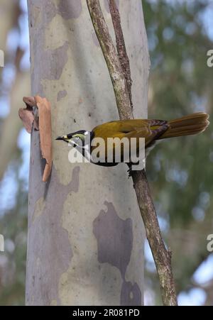 Blauäugiger Honigfresser (Entomyzon cyanotis cyanotis), unreif, hoch oben auf dem Zweig Südost-Queensland, Australien. März Stockfoto