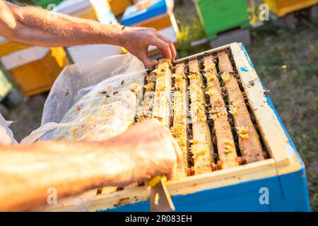 Imker bei der Arbeit: Ein Imker extrahiert den Rahmen und steuert, wie die Arbeit der Bienen abläuft Stockfoto