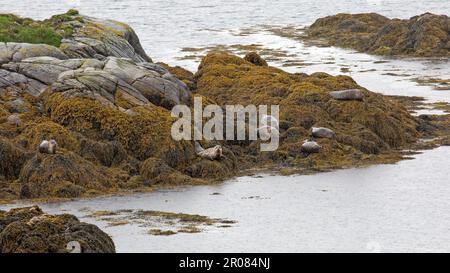 Seehunde liegen auf Algen, Finsbay, Harris, Isle of Harris, Hebriden, Outer Hebrides, Western Isles, Schottland, Großbritannien Stockfoto