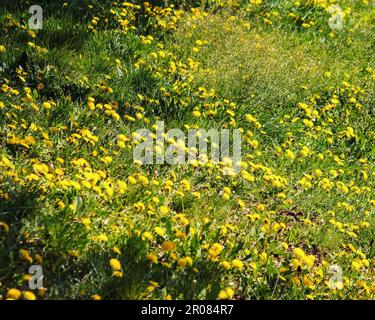 Grasige Lichtung mit blühenden Löwenzahn. Natürlicher Blumenhintergrund an einem sonnigen Tag Stockfoto