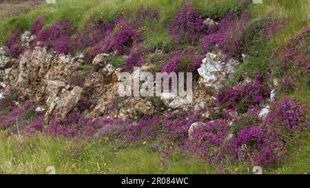 Purple Heather in Rocky Bogland, Harris, Isle of Harris, Hebriden, Äußere Hebriden, Westliche Inseln, Schottland, Vereinigtes Königreich, Großbritannien Stockfoto