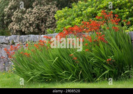 Orange-farbige Monbretia oder eher Crocosmia in Full Bloom, Harris, Hebriden, Äußere Hebriden, westliche Inseln, Schottland, Vereinigtes Königreich, Großbritannien Stockfoto