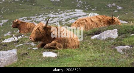 Eine Gruppe von Highland-Rindern, die in Rocky Bogland, Hushinish, Harris, Isle of Harris, Hebriden, Outer Hebrides, Western Isles, Schottland, Großbritannien Stockfoto