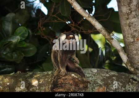 Weißer Büscheläffchen, Callithrix jacchus, ein kleiner Affe, der in den brasilianischen Wäldern lebt und sich selbst kratzt. Stockfoto