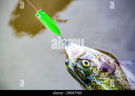 Nahaufnahme eines Fischhakens. Fischer und Forellen. Sich drehende Fischforellen in Seen. Bachforelle. Eine Regenbogenforelle aus nächster Nähe. Stilles Forellenfischen Stockfoto