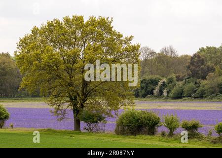 Kultivierte englische Bluebells, Hyacinthoides non-scripta, wächst in einem Norfolk-Feld. Stockfoto