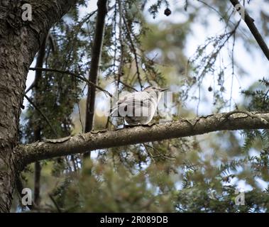 Baby Katzenvogel, Dumetella carolinensis, sitzt auf dem Ast eines immergrünen Baumes an einem bedeckten Tag im Frühling, Sommer, Lancaster, Pennsylvania Stockfoto