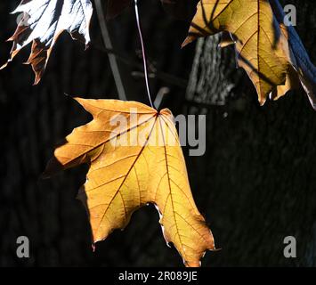 Kontrast von Licht und Dunkelheit zwischen Blatt und Rinde eines norwegischen Ahorns, Acer Platanoides, mittags im Frühling, Sommer oder Herbst, Lancaster, Pennsylvania Stockfoto