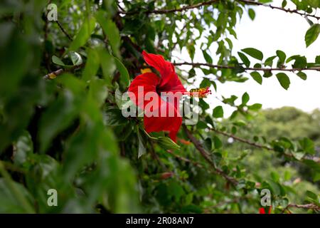 Wunderschöne Frühlingsblume, umgeben von üppigem Grün Stockfoto