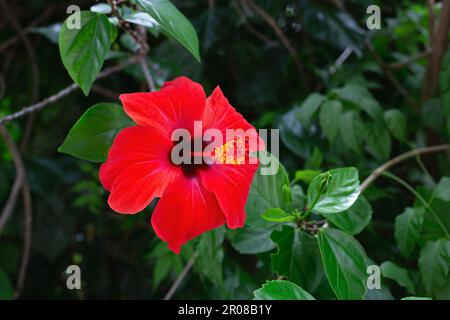 Wunderschöne Frühlingsblume, umgeben von üppigem Grün Stockfoto