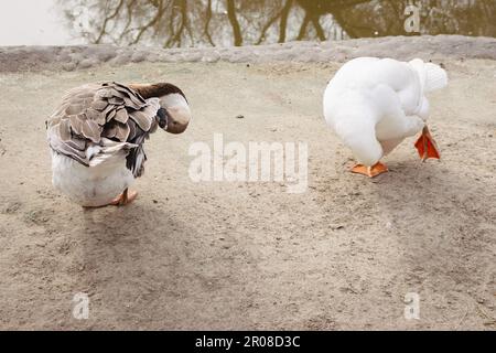 Landgänse auf dem Hinterhof. Braune und weiße Gänse im Zoo. Wasservögel am Strand. Zwei Vögel, saubere Feder. Wildvögel-Konzept. Wildtierkonzept. Stockfoto