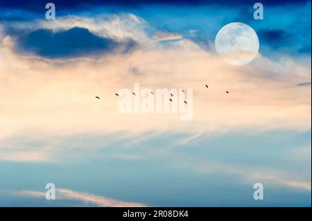 Eine Schar von Bird Silhouettes erhebt sich über die bunten Wolken bei Sonnenuntergang Stockfoto