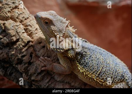 Ein süßer bärtiger Drachenweibchen in seinem Terrarium Stockfoto