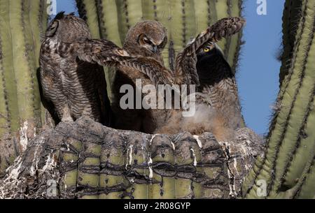 Großer Hornkaktus Stockfoto