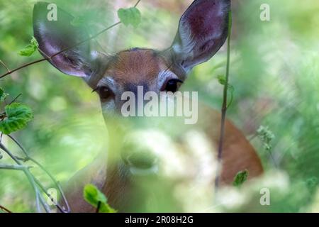 Ein isolierter Weißschwanzhirsch, getarnt in den Wäldern im Südwesten Ontario, Kanada. Stockfoto