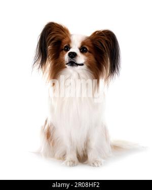 Papillon Hund vor weißem Hintergrund Stockfoto