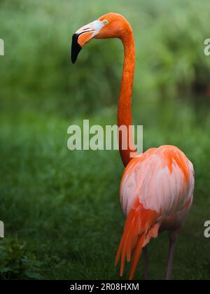 Einzelner Flamingo in üppiger grüner Vegetation, mit lebhaftem orangenem Gefieder und elegantem geschwungenem Hals, ein anmutiges exotisches Vogelporträt Stockfoto