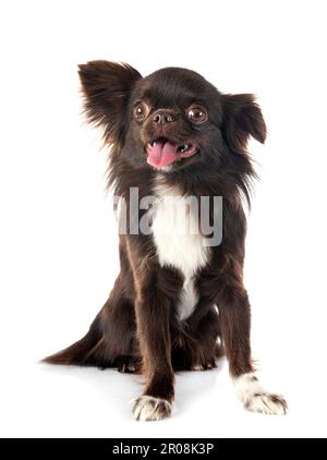 Little Chihuahua vor weißem Hintergrund Stockfoto