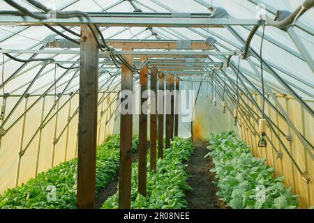 Spinat Gewächshaus Folio Ernte Spinacia oleracea Reihen frische Sämlinge Anbau frischer Bauernhof in der Feldpflanzenzucht. Junge Blätter blattgrün in ro Stockfoto