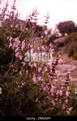 Wilder Salbei in Blüten auf Griechenlands Kykladen-Inseln Stockfoto