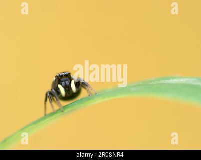 Die Springspinne Heliophanus cupreus sitzt auf einem Blatt Stockfoto