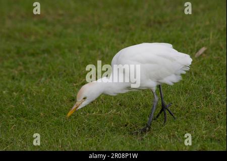 Rinderreiher (Bubulcus ibis) auf der Jagd auf einer Weide. Cabras, OR, Sardinien, Italien Stockfoto