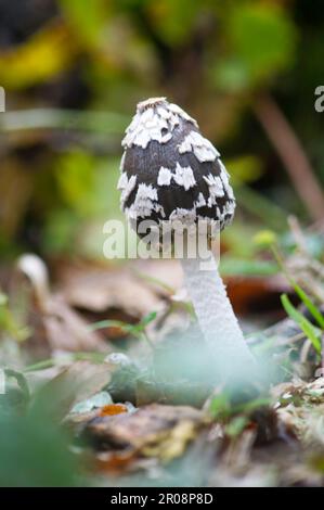 Coprinus comatus, allgemein bekannt als die zottelige Tintenmütze, Anwaltsperücke oder zottelige Mähne, Fungo, Pilz im Wald. Sardinien, Italien Stockfoto