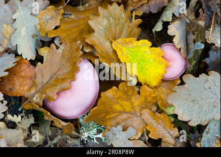 Fungo, Pilze im Wald, Mycena sp Sardinien, Italien Stockfoto