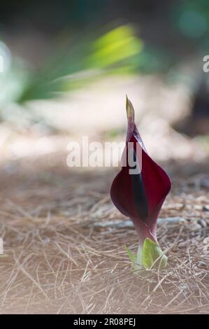 Gigaro (Arum pictum) Sassari. Italien Stockfoto