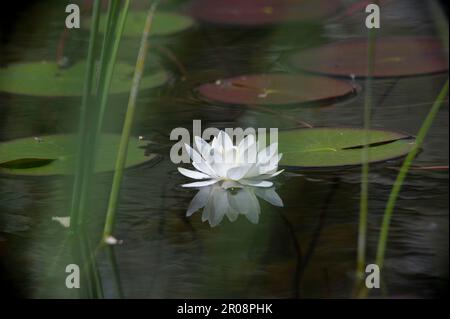 Weißwasserlilie im Teich Sardinien, italien Stockfoto