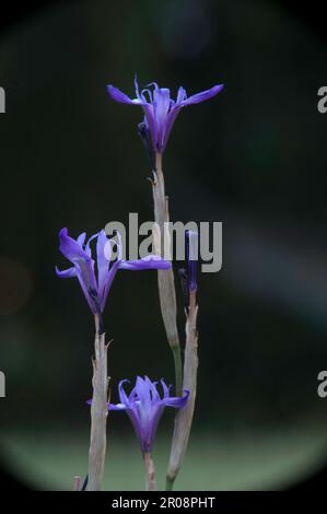 Lila Blume in Blüte, blaue Blume isoliert, Wilde Iris (Iris sisyrinchium). Porto Conte, Alghero, Sassari. Sardinien, Italien. Stockfoto