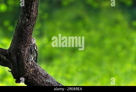 Eine kleine Eule oder die Eule von Athena oder Minerva ( Athena Noctua ), die sich hinter einem Baumstamm versteckt und direkt in die Kamera blickt, üppig grüner Hintergrund, Stockfoto