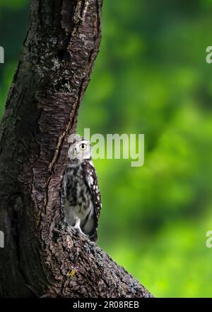 Eine kleine Eule oder die Eule von Athena oder Minerva ( Athena Noctua ), die sich hinter einem Baumstamm versteckt und direkt in die Kamera blickt, üppig grüner Hintergrund, Stockfoto