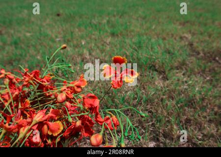 Frische zweifarbige Blume namens Pfauenblume, auch bekannt als caesalpinia pulcherrima oder flametree Gulmohar Stockfoto